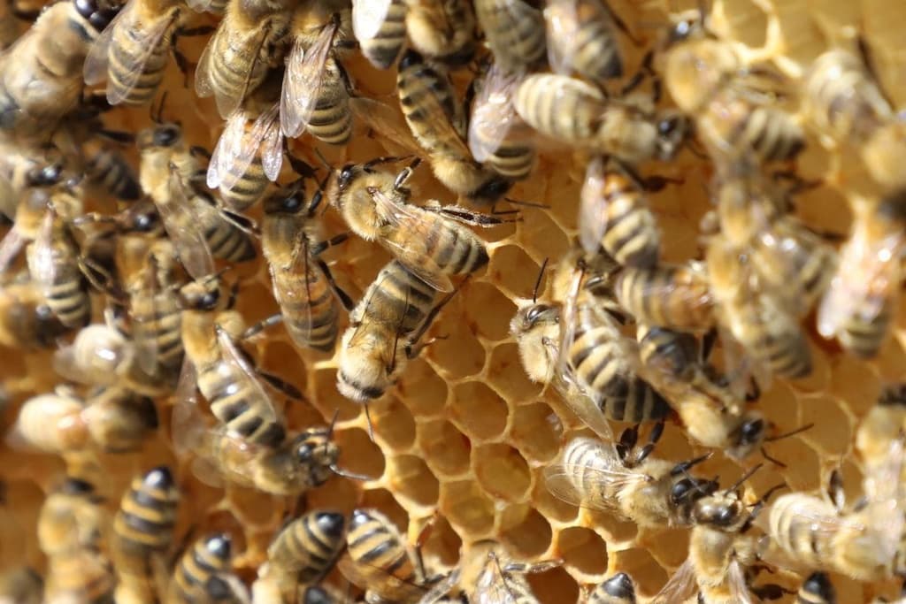  The bees and biodiversity